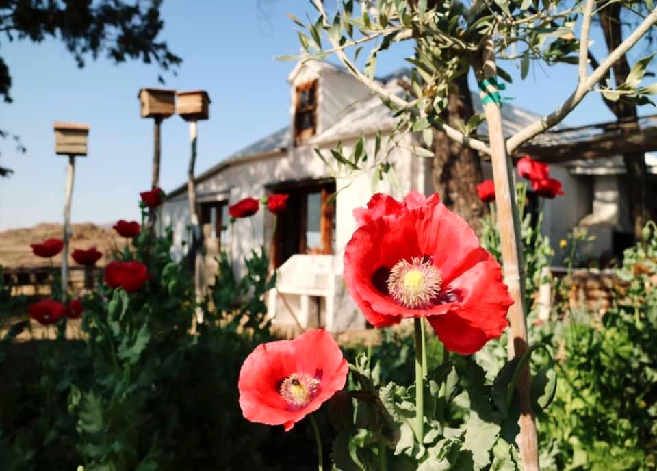 The garden in bloom